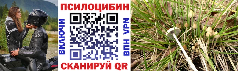 Псилоцибиновые грибы Cubensis  Кировск 